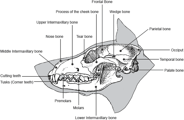 Skull of the Dobermann from the side